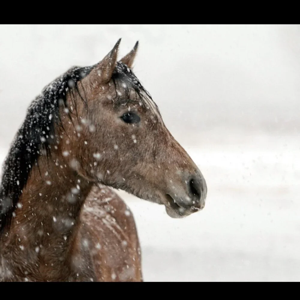 The Art of Horses Equine Portraits 2027 Horse Wall Calendar Equestrian Art Gift